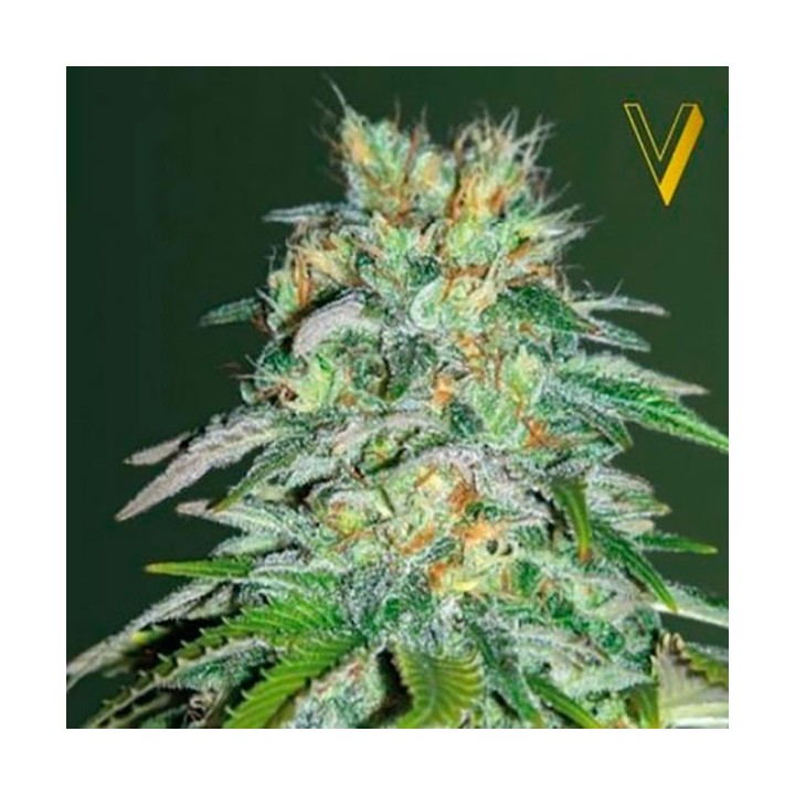 Parmesan Feminizada de Victory Seeds