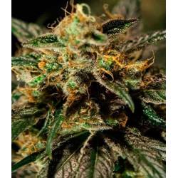 O.Z. Kush Feminizada de The Bulldog Seeds