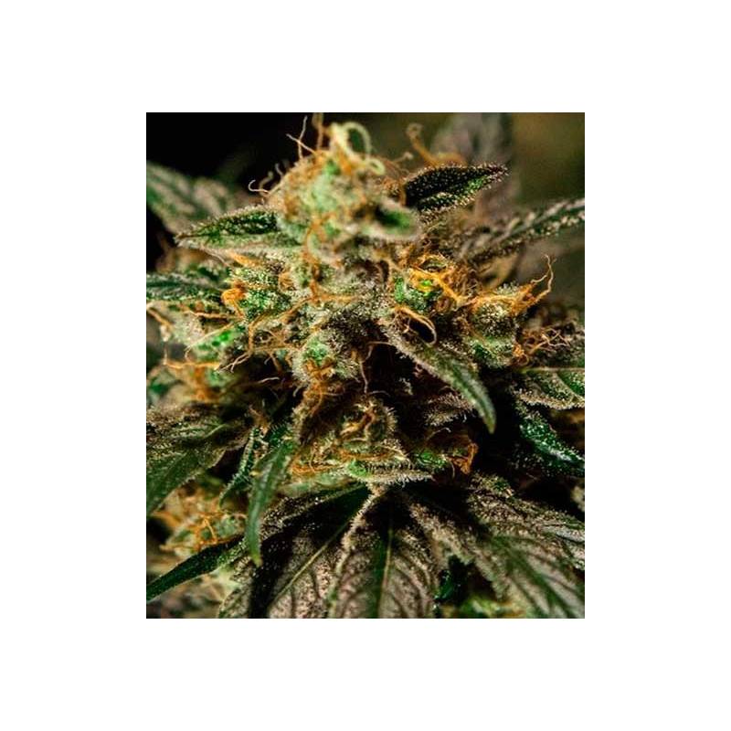 O.Z. Kush Feminizada de The Bulldog Seeds