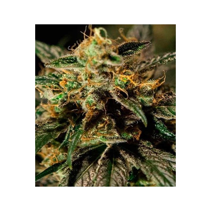 O.Z. Kush Feminizada de The Bulldog Seeds