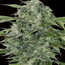 Haze Gom Autofloreciente Feminizada de Grassomatic Automatica
