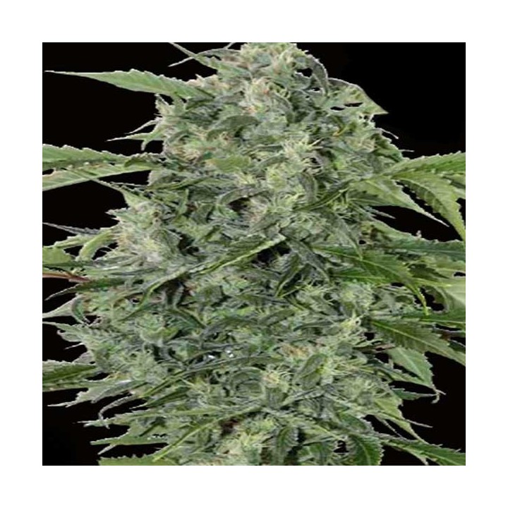 Haze Gom Autofloreciente Feminizada de Grassomatic Automatica