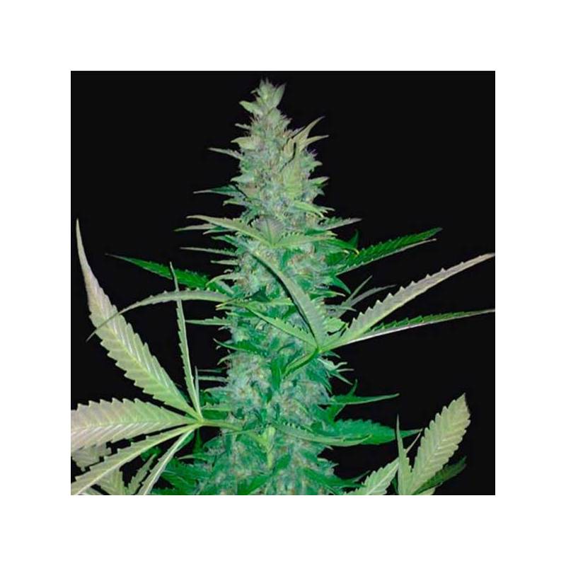 Maxi Haze Autofloreciente Feminizada de Grassomatic Automatica