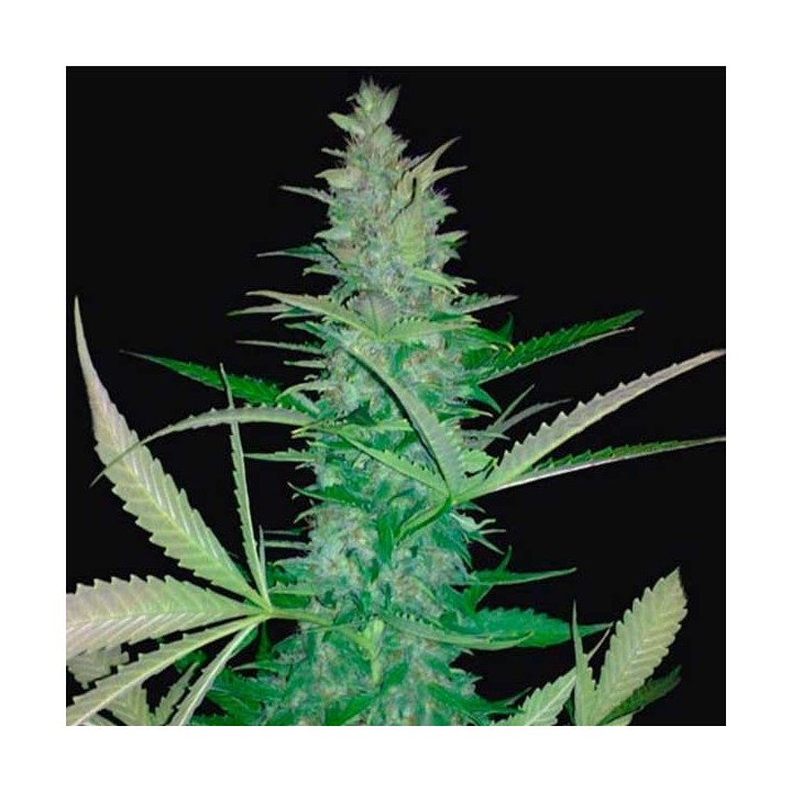 Maxi Haze Autofloreciente Feminizada de Grassomatic Automatica