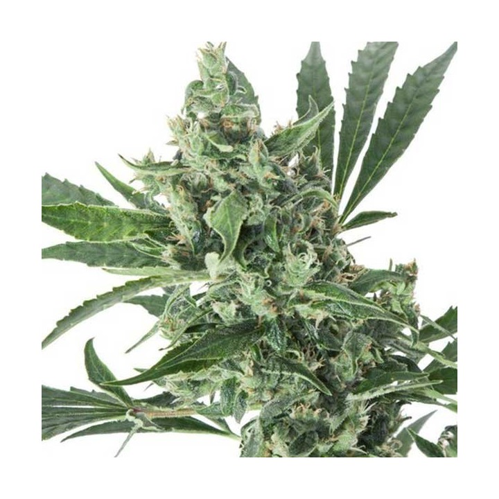 Med Gom 1.0 Autofloreciente Feminizada de Grassomatic Automatica