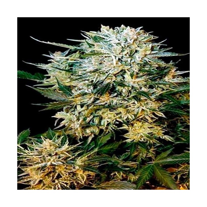 Sugar Gom Autofloreciente Feminizada de Grassomatic Automatica