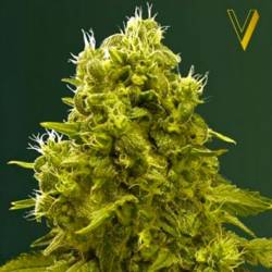 Jack Hammer Feminizada de Victory Seeds