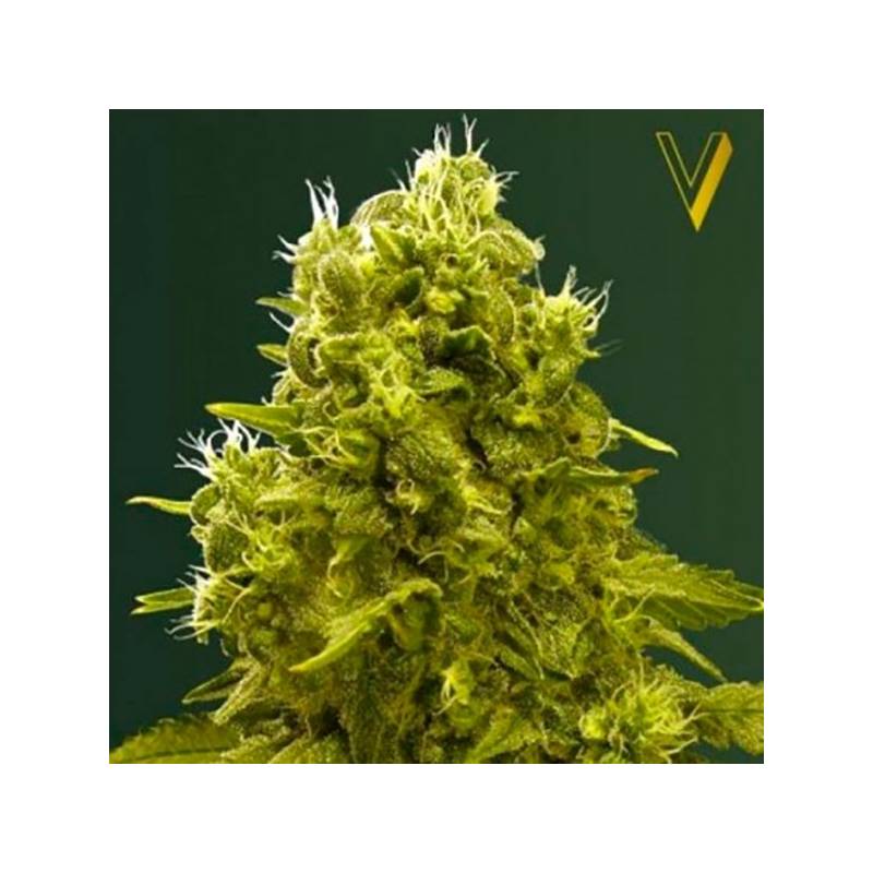 Jack Hammer Feminizada de Victory Seeds