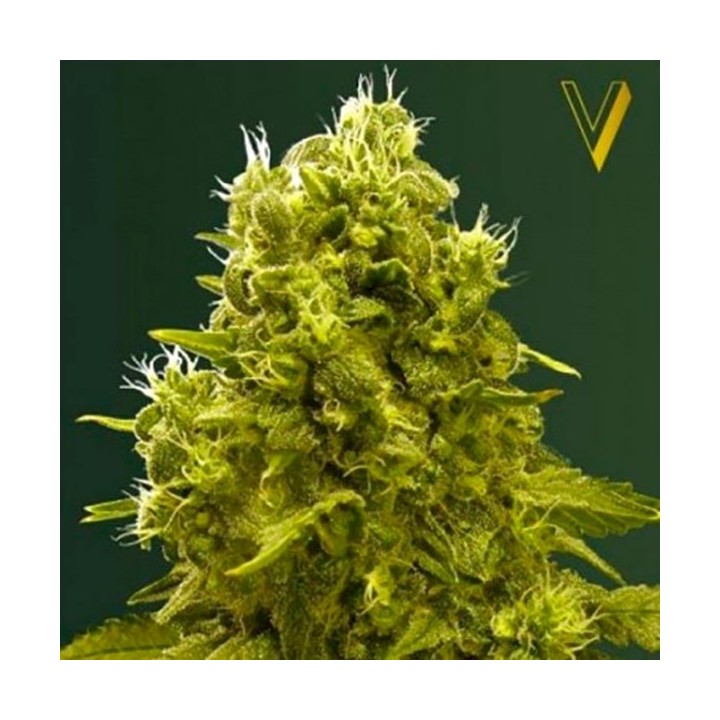 Jack Hammer Feminizada de Victory Seeds
