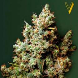 Northern Light Feminizada de Victory Seeds