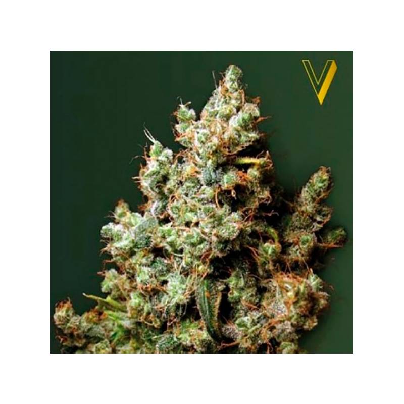 Northern Light Feminizada de Victory Seeds