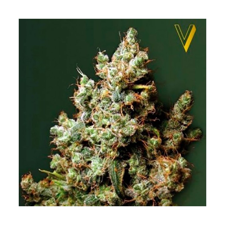 Northern Light Feminizada de Victory Seeds