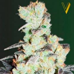 NHL Diesel Feminizada de Victory Seeds