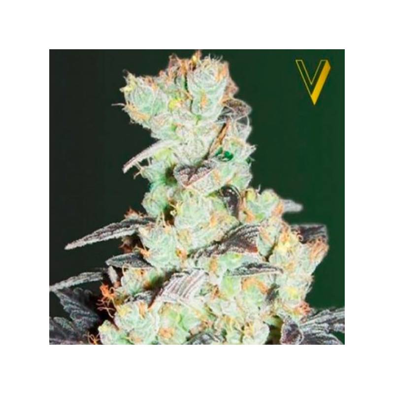 NHL Diesel Feminizada de Victory Seeds