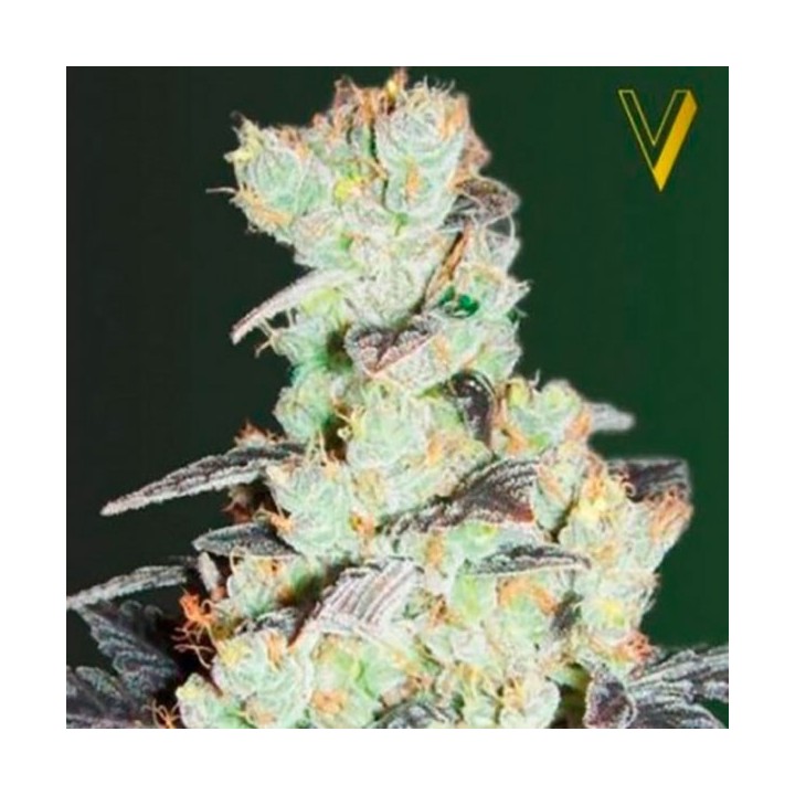 NHL Diesel Feminizada de Victory Seeds