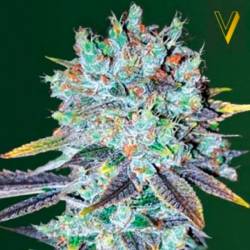 Original Berry Feminizada de Victory Seeds