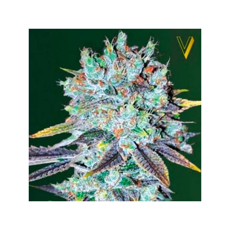 Original Berry Feminizada de Victory Seeds