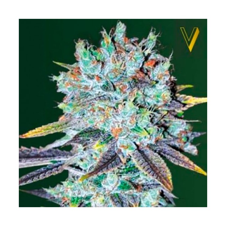 Original Berry Feminizada de Victory Seeds