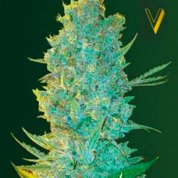 OG Kush Feminizada de Victory Seeds