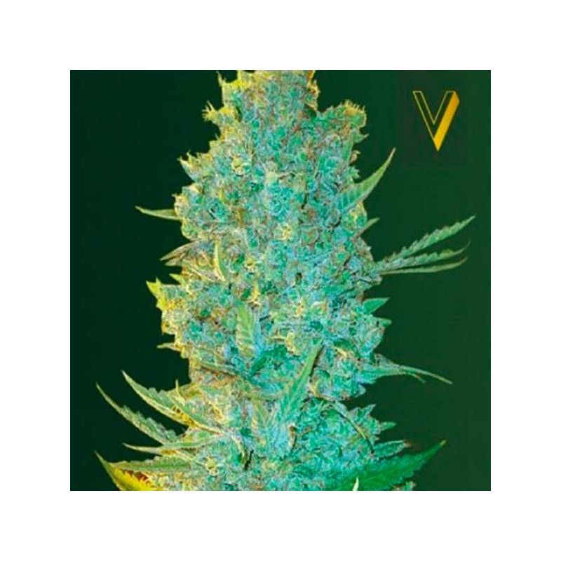 OG Kush Feminizada de Victory Seeds