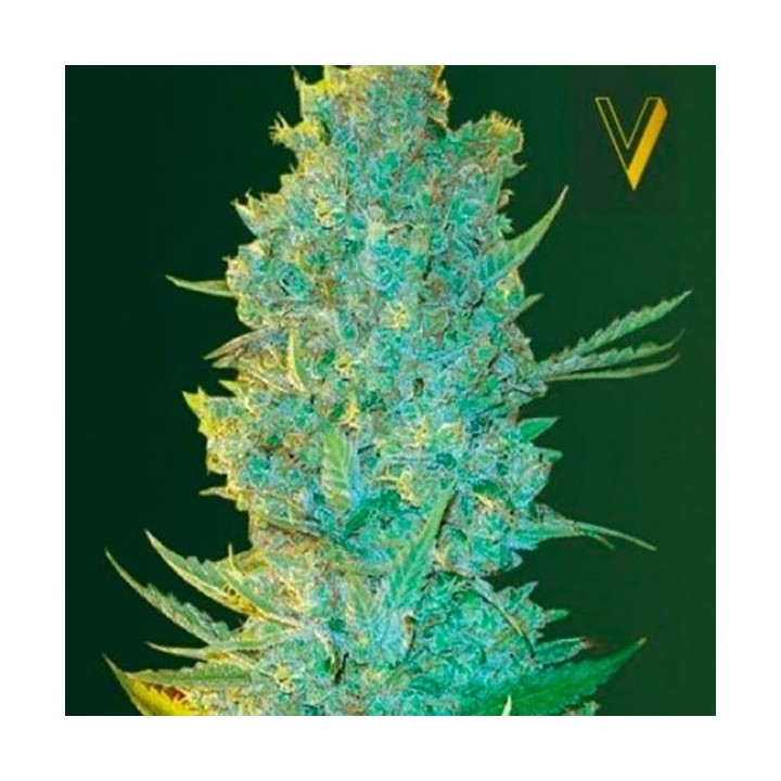 OG Kush Feminizada de Victory Seeds