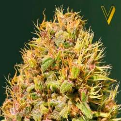 Super Mazar Feminizada de Victory Seeds