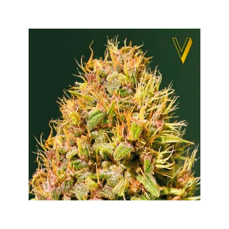 Super Mazar Feminizada de Victory Seeds