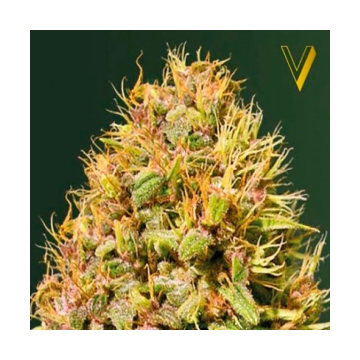 Super Mazar Feminizada de Victory Seeds
