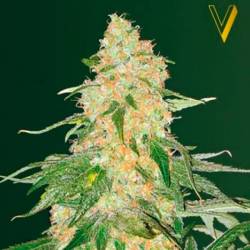 Super Extra Skunk Feminizada de Victory Seeds