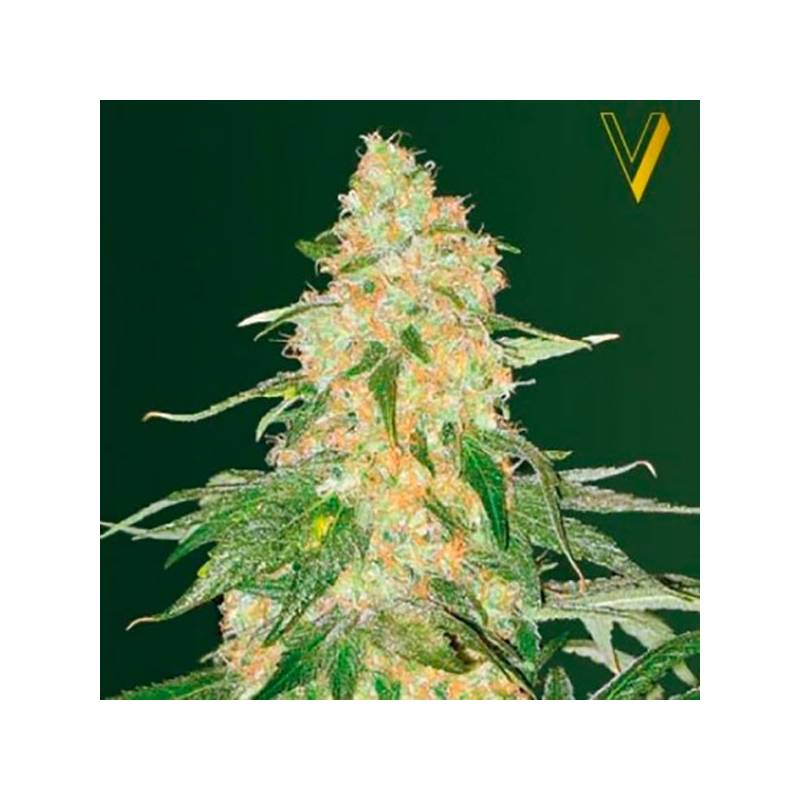 Super Extra Skunk Feminizada de Victory Seeds