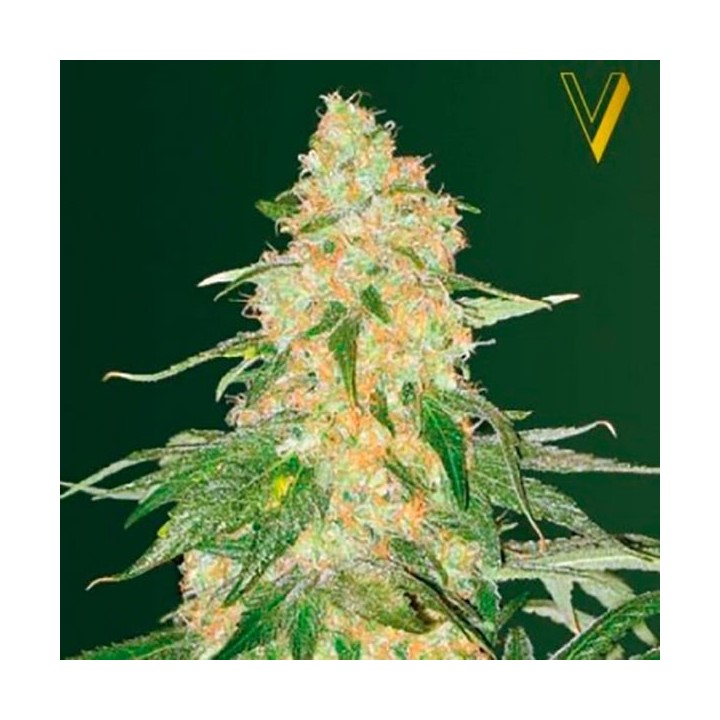 Super Extra Skunk Feminizada de Victory Seeds