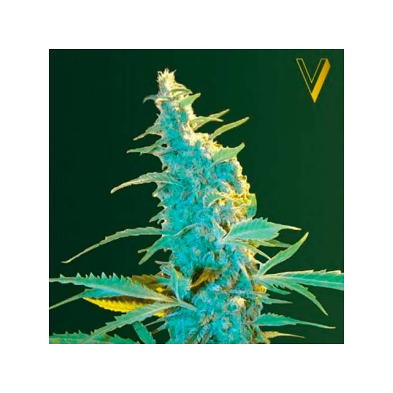 Ultra Power Plant Feminizada de Victory Seeds