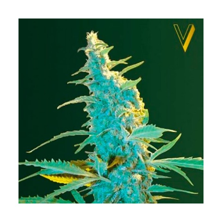 Ultra Power Plant Feminizada de Victory Seeds