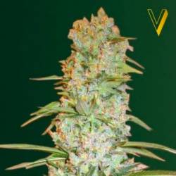 Red Russian XXL Feminizada de Victory Seeds