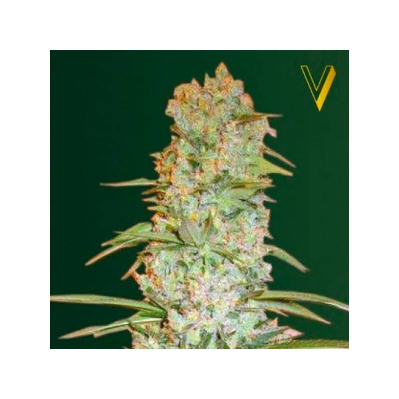 Red Russian XXL Feminizada de Victory Seeds