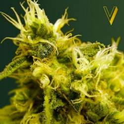 White Widow Feminizada de Victory Seeds