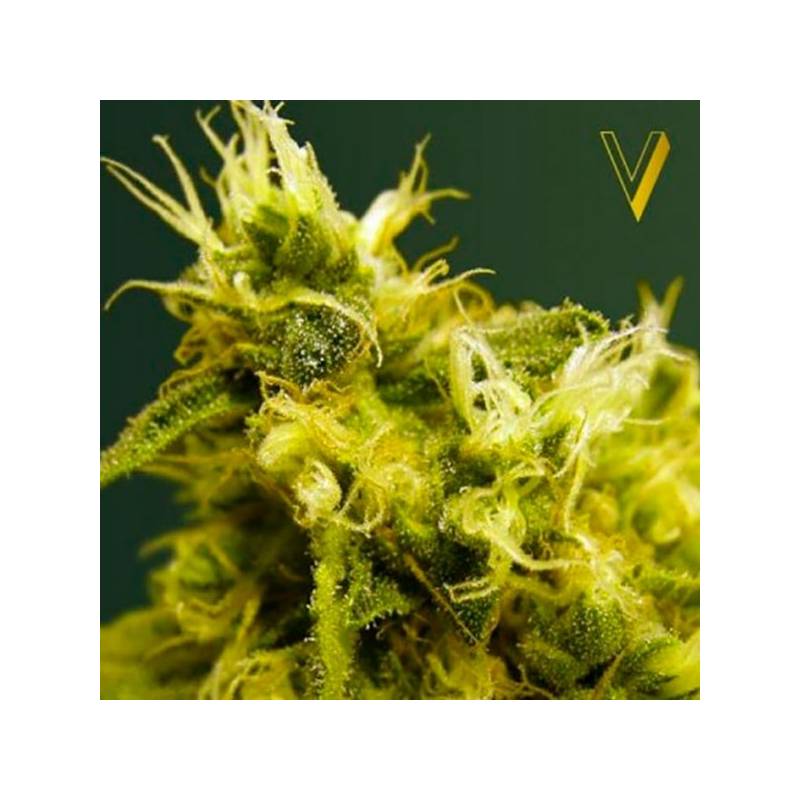 White Widow Feminizada de Victory Seeds