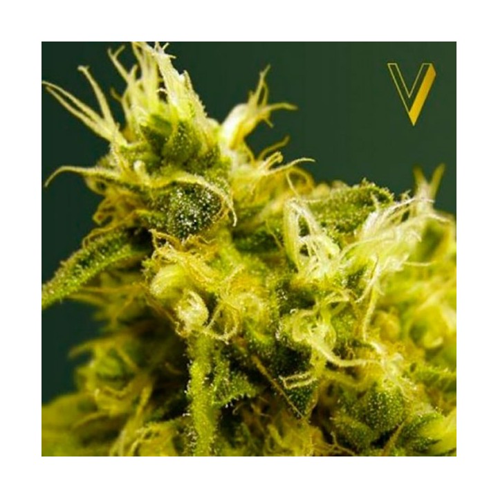 White Widow Feminizada de Victory Seeds