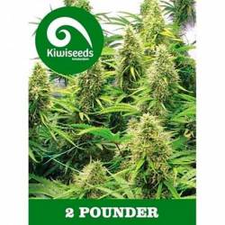 2 Pounder Feminizada de Kiwi Seeds