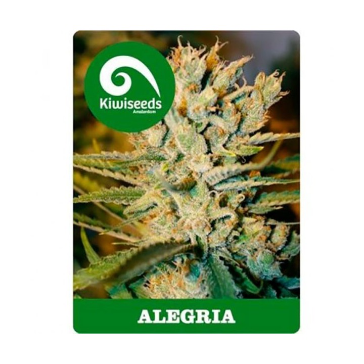 Alegria Feminizada de Kiwi Seeds