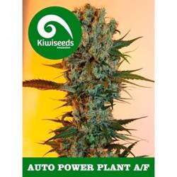 Power Plant Autofloreciente Feminizada de Kiwi Seeds