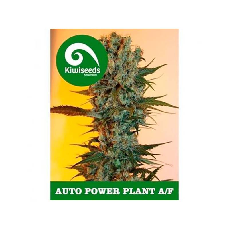 Power Plant Autofloreciente Feminizada de Kiwi Seeds