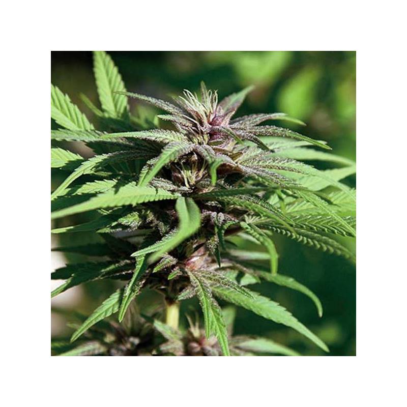 Crimea Blue Feminizada de Barney's Farm Crimea Blue Feminizada de Barney's Farm
