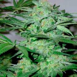 Cream Autofloreciente Feminizada de Blimburn Seeds