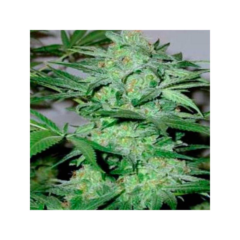 Cream Autofloreciente Feminizada de Blimburn Seeds