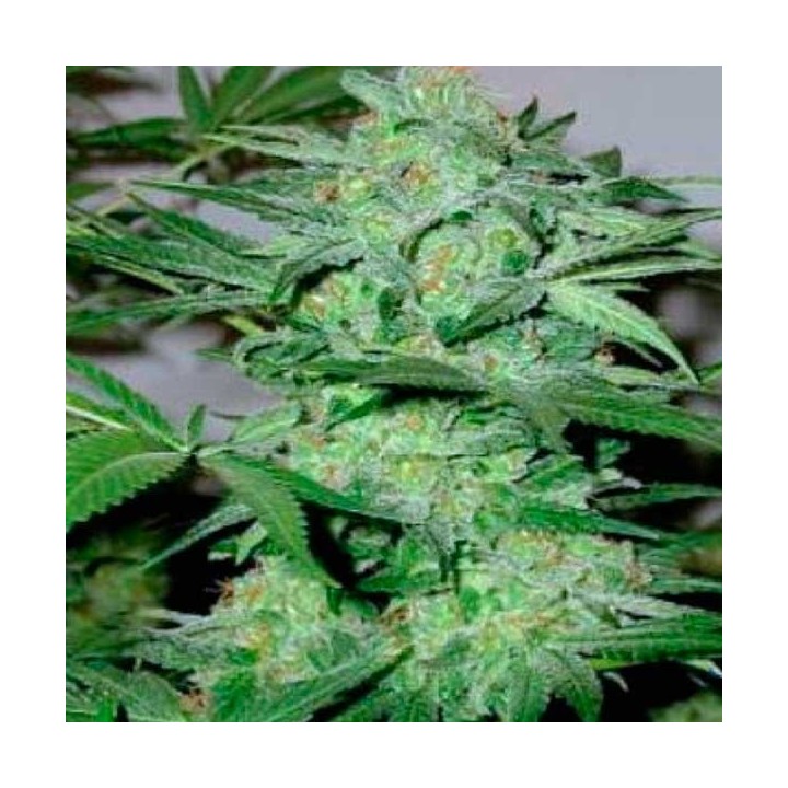 Cream Autofloreciente Feminizada de Blimburn Seeds