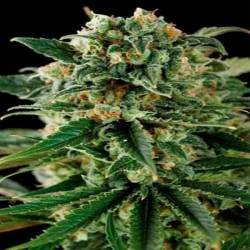 Critical Autofloreciente Feminizada de Blimburn Seeds