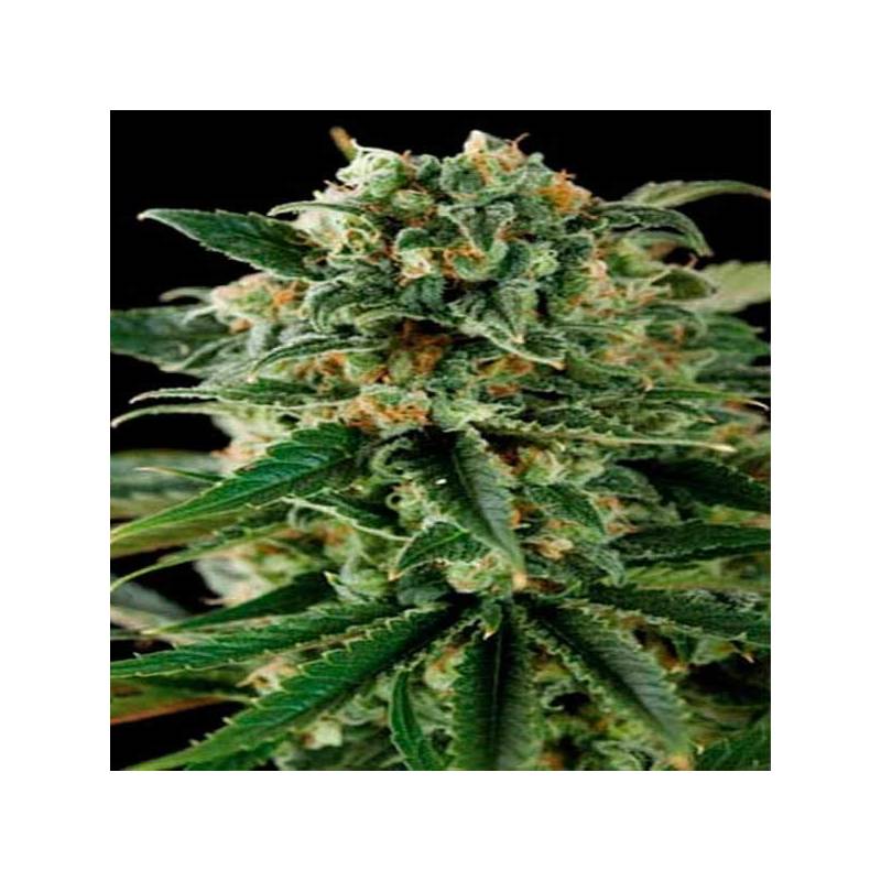 Critical Autofloreciente Feminizada de Blimburn Seeds