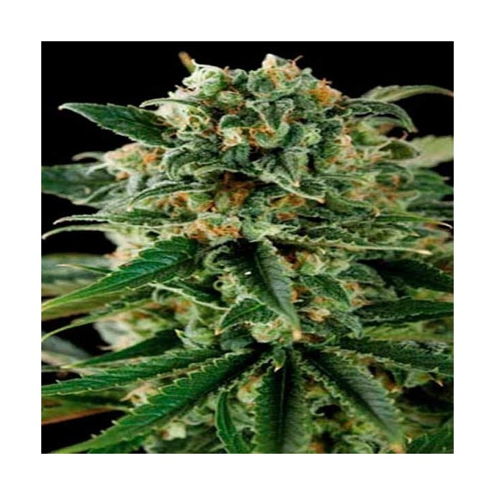 Critical Autofloreciente Feminizada de Blimburn Seeds