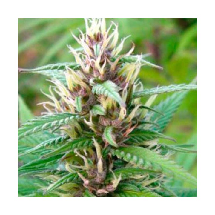 Cristal Paradise Regular de K.C. Brains